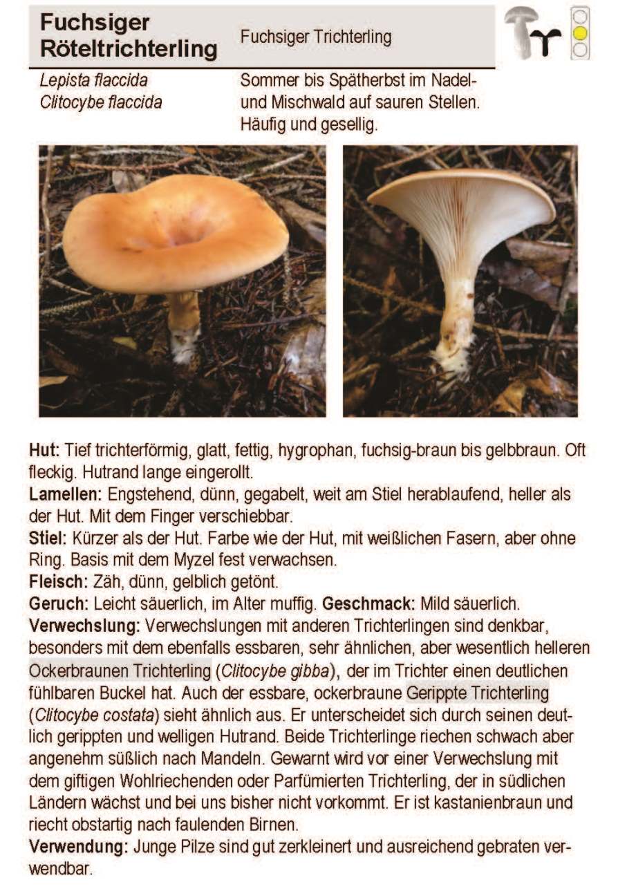 Schwammerl Bestimmen