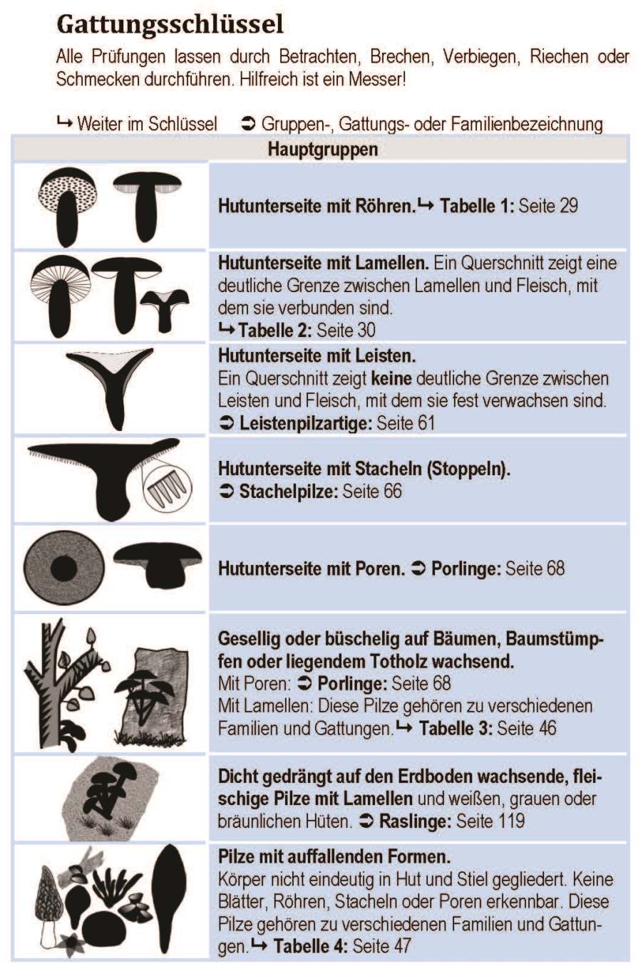 Pilzgattungen Pilzarten